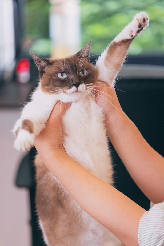 バンザイねこ